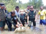 Terjerat Jaring Nelayan, 2 Ekor Penyu Dievakuasi ke Habitatnya