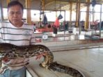 Ular Disarankan Tidak Jadi Lauk Pauk