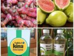 Jahe Merah, Jambu Biji, Minyak Kelapa Murni dan Obat Pil Kina Diuji Klinis