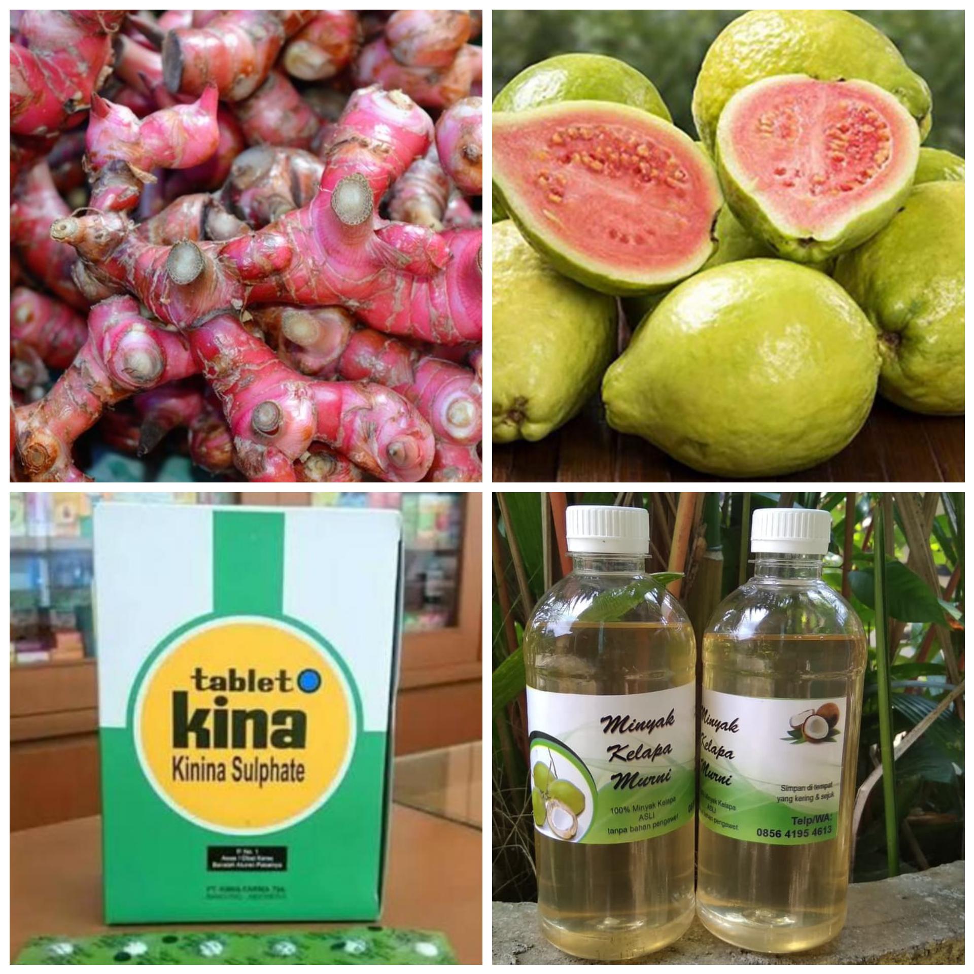 Jahe Merah, Jambu Biji, Minyak Kelapa Murni dan Obat Pil Kina Diuji Klinis