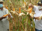 Walikota MJL Panen Jagung di Danowudu