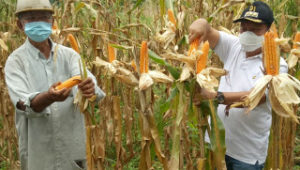 Walikota MJL Panen Jagung di Danowudu