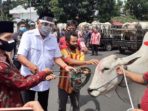 Pemprov Salurkan 210 Ekor Sapi Kurban Untuk Umat Muslim Se-Sulut