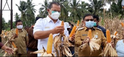 Perkuat Ketahanan Pangan di Talaud, E2L-MAP Panen Jagung