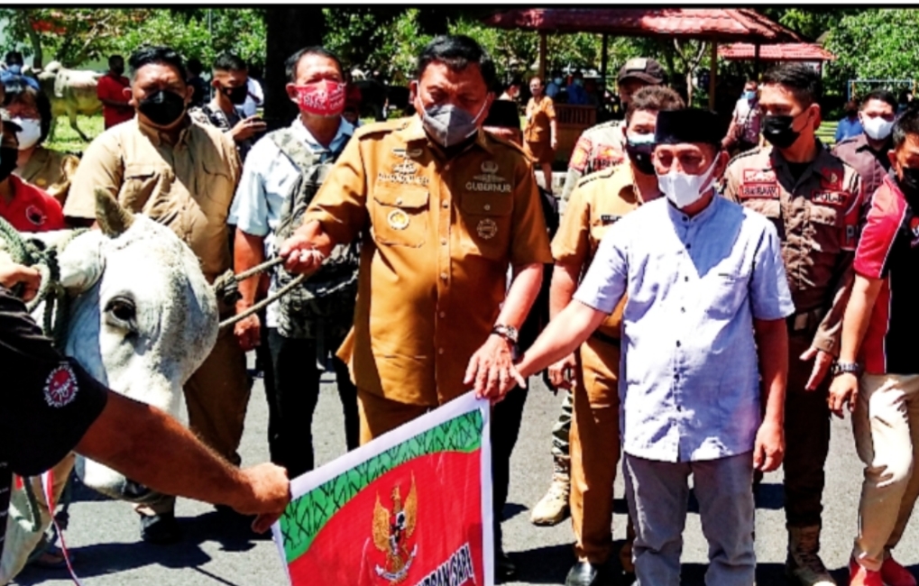 Jokowi, Gubernur dan Pemprov Sulut Sumbang Hewan Kurban untuk Umat Muslim