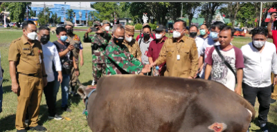 Pemkot Sumbang 42 Ekor Sapi Hewan Kurban, Liputo: Terbanyak Sepanjang Sejarah