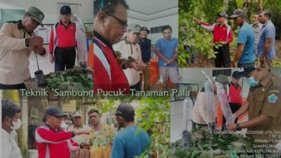 Petani Tule, Talaud, Belajar Grafting Pala