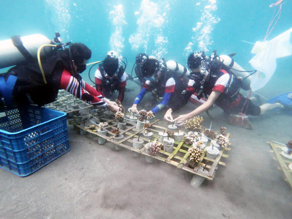 HLN ke-77, PLN Suluttenggo dan Komunitas Selam Kolaborasi Lakukan Transplantasi Terumbu Karang