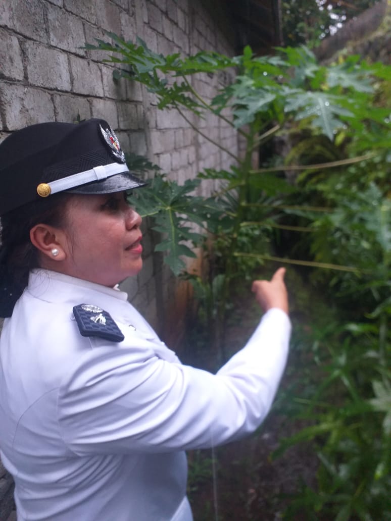 Usai Dilantik, Detty Rambing Langsung Kerja Meski Diguyur Hujan, Ini Yang Dilakukan